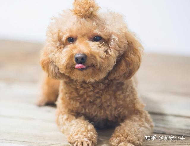 泰迪的優點與缺點不瞭解它怎麼做合格的主人