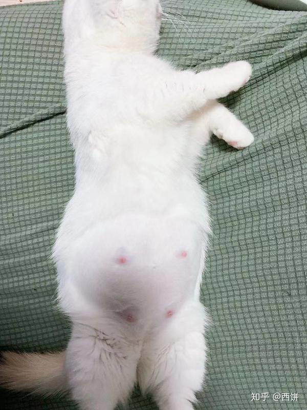 猫咪怀孕的样子图片
