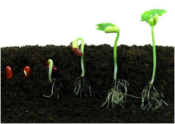 每一粒种子为了争取生存机会可以说是费尽心机