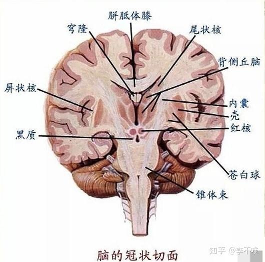 最后在一张脑冠状切面图上,我发现有一处叫做"黑质"的地方.