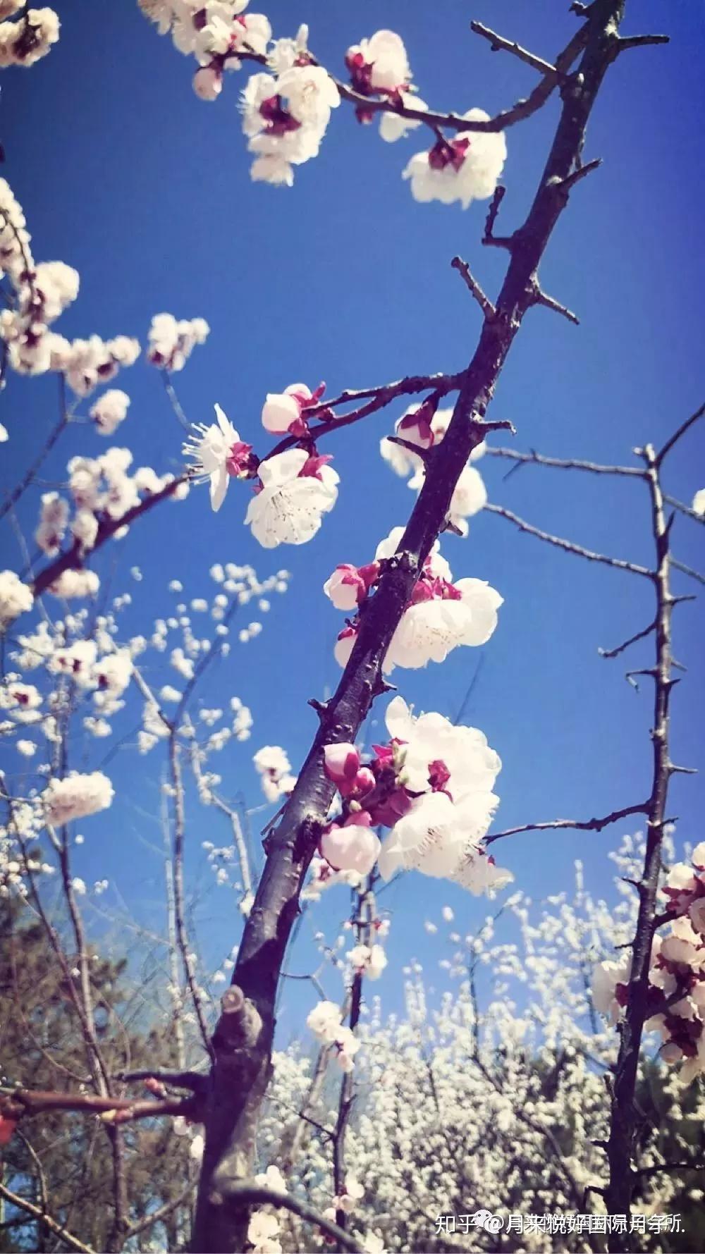 百花争明媚莫负好春光欢迎一起来悦好踏春