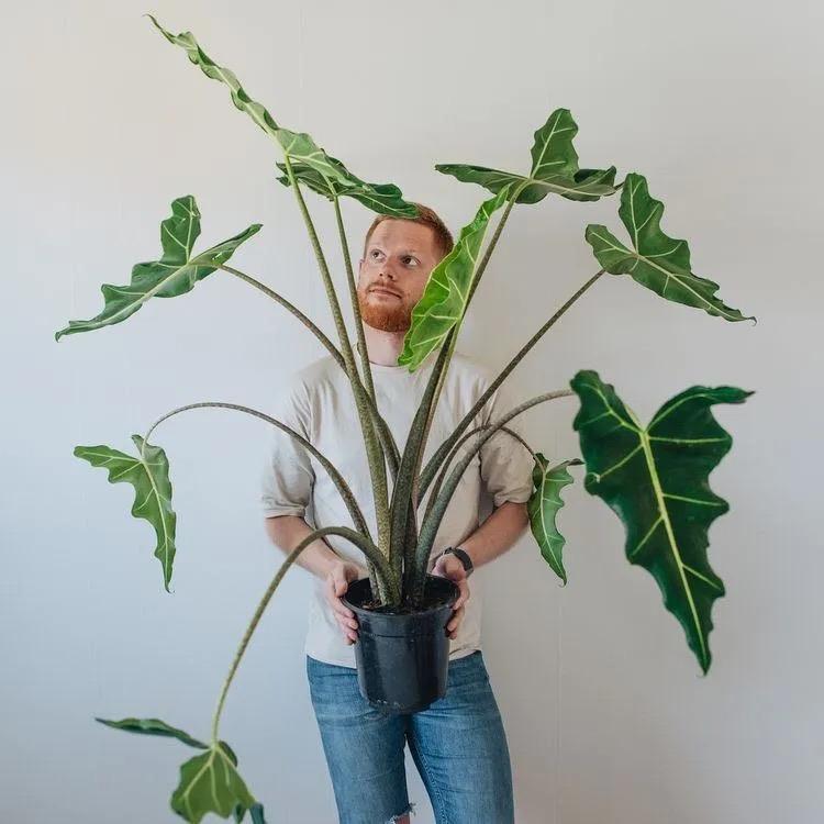 国内的花卉市场还在主打琴叶榕 龟背竹 过不了多久 他们会改卖这些更有气质的绿植 知乎