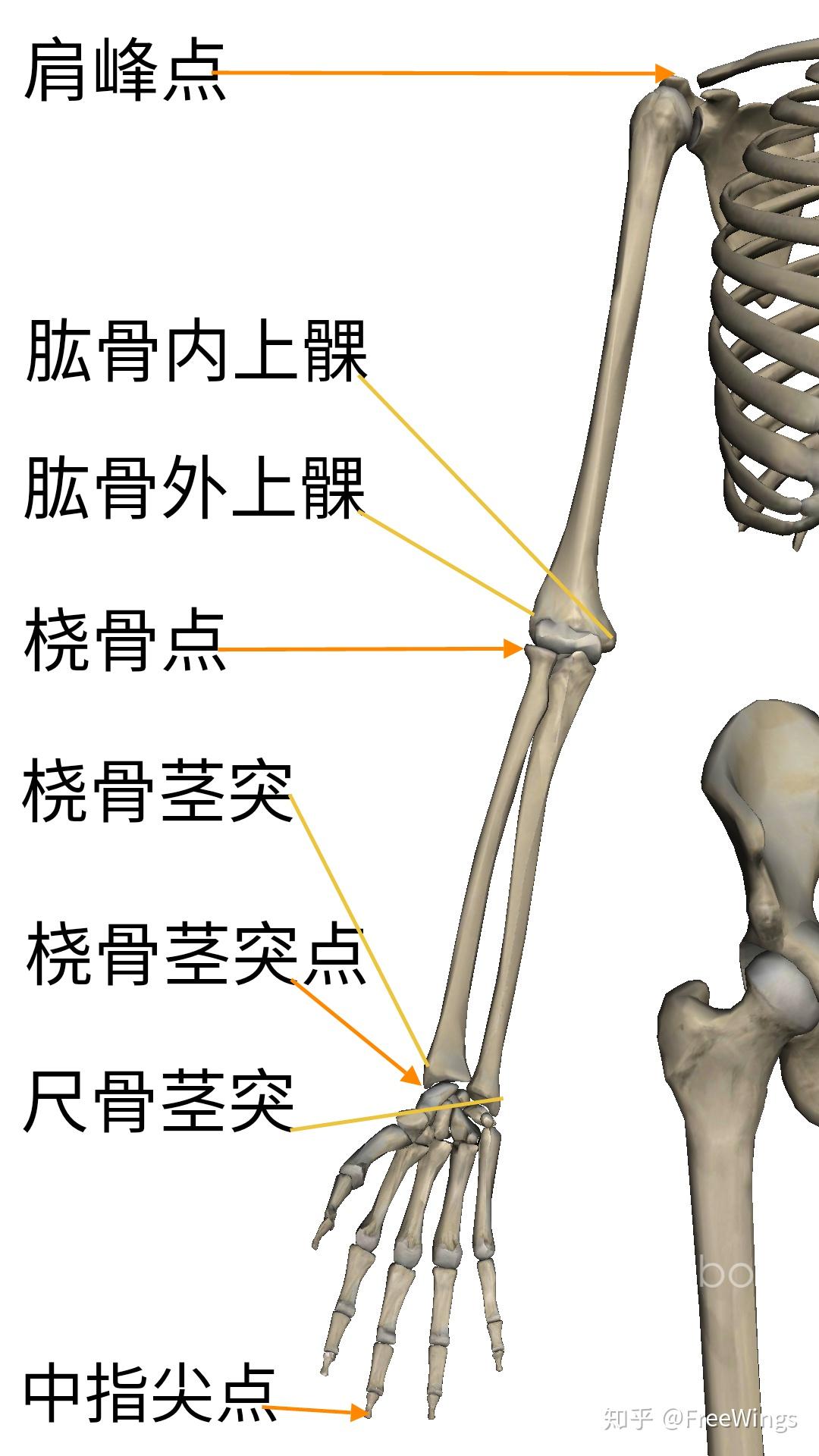胳膊垂落&手掌贴在身体侧面&肘窝向前,肘关节后面外侧有一凹陷(肱桡