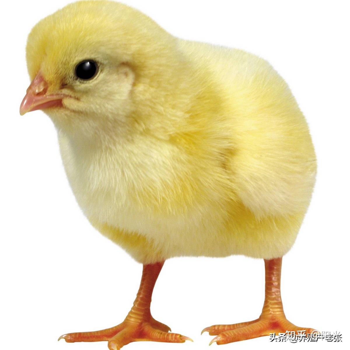 雏鸡开口药种类