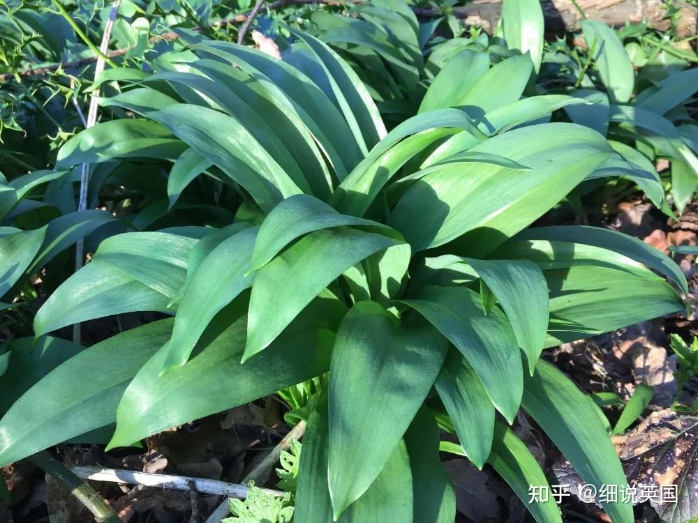 路边的野韭菜价值5000英镑在英国不要随便采摘植物