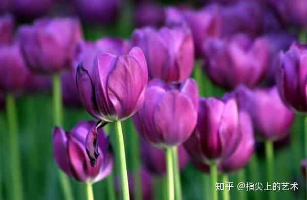 蓝紫色系 34种高贵典雅植物 知乎