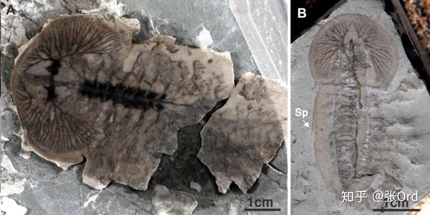 寒武纪生命大爆发的生物 v2-7bf23b134461ea0a1186a7e7c09cd209_r.jpg