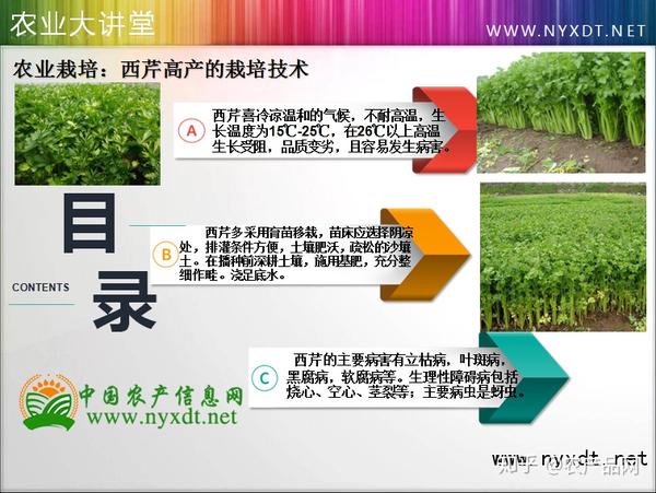 农业栽培 西芹高产的栽培技术 知乎