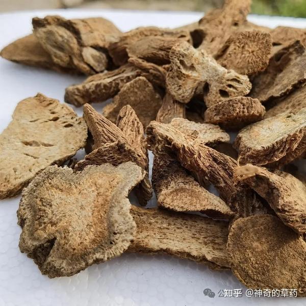 中药材:木香 - 知乎