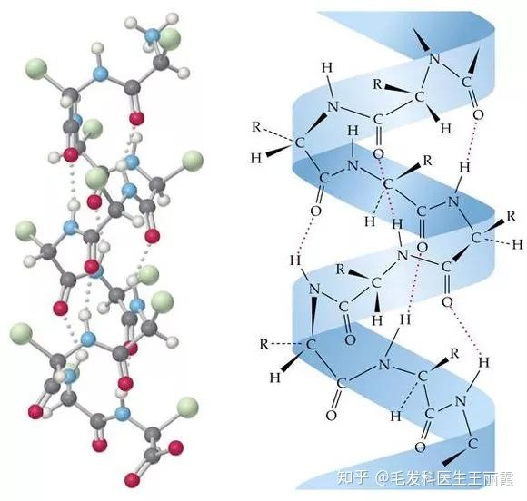 头发的基本成分是角质蛋白,也就是多肽链.
