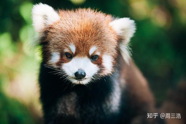 树上小熊猫装饰 v2-7c0708fd75f73e211ac0784ffdd0bcc5_r.jpg