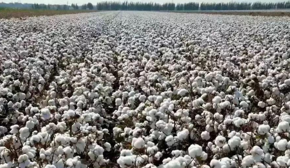 新疆麦盖提长绒棉图片