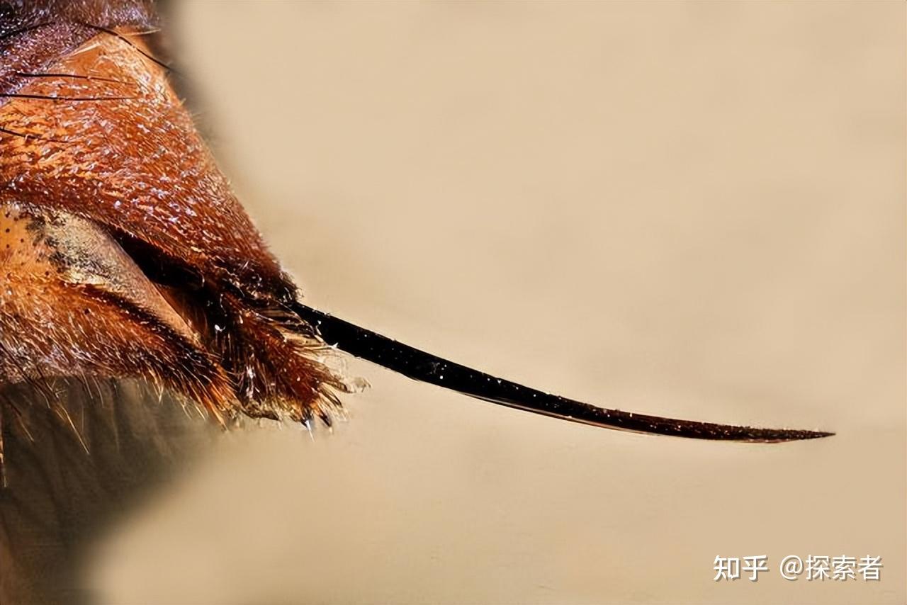 为什么蜜蜂蜇人自己会死?这种进化机制是出bug了吗? 