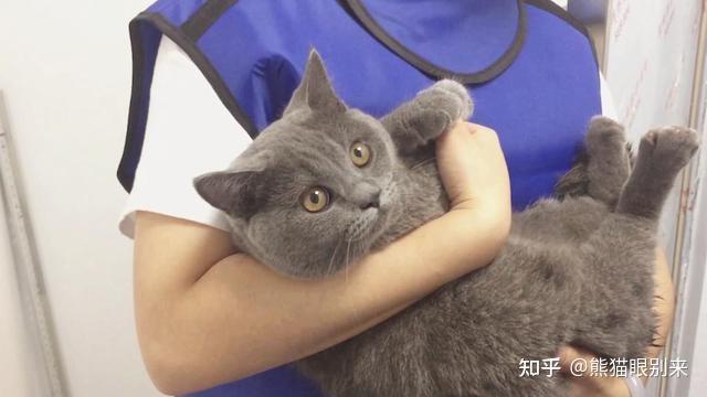 什么姿势抱猫才是正确的? - 知乎