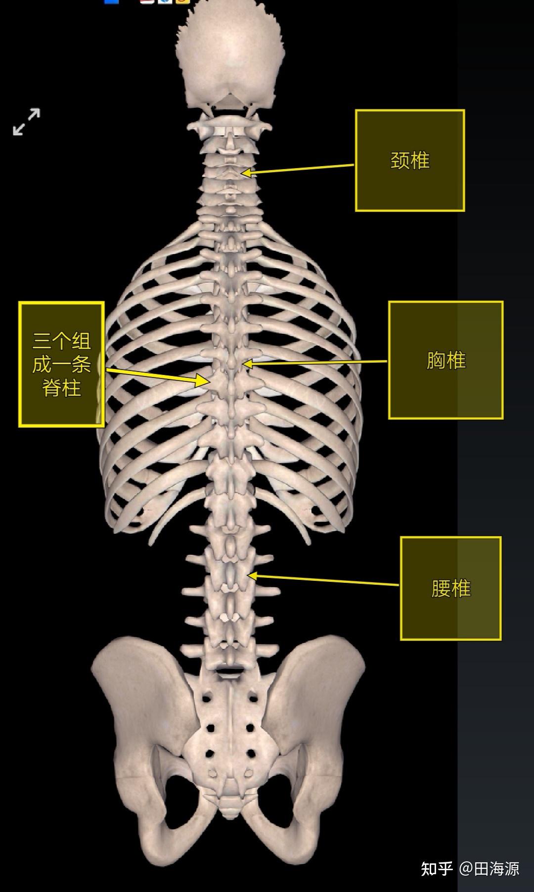 二:正位x光片側位片,可以清晰的看到頸椎,胸椎腰椎曲度變直問題.