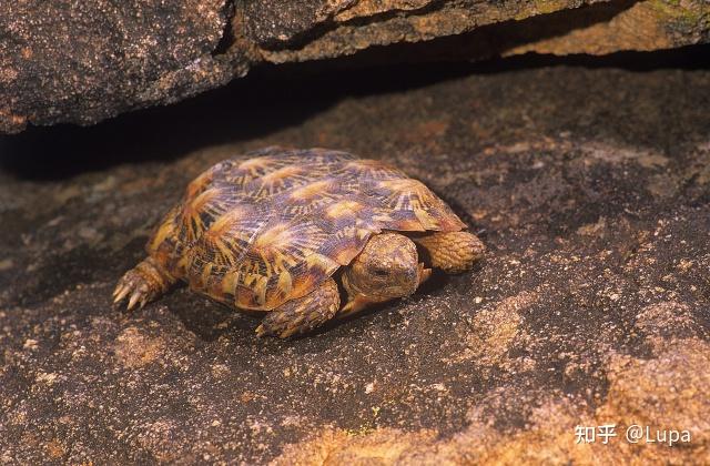 malacochersus tornieri饼干陆龟最突出的特性就在于它那非常扁平