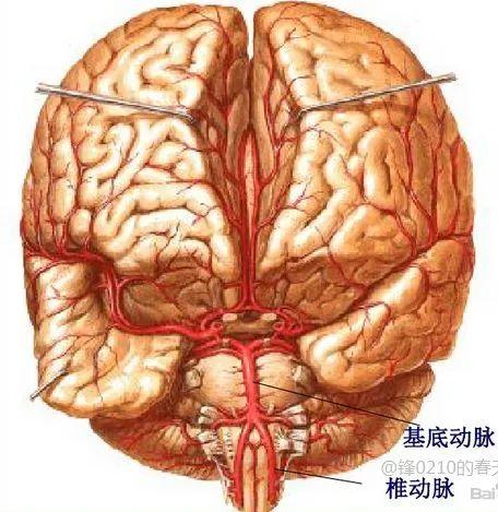 【推荐】颞叶 解剖、血供及影像 - 知乎