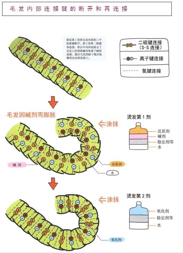 毛发的科学(十三)烫发的形成(Ⅰ) (毛发中的侧向连