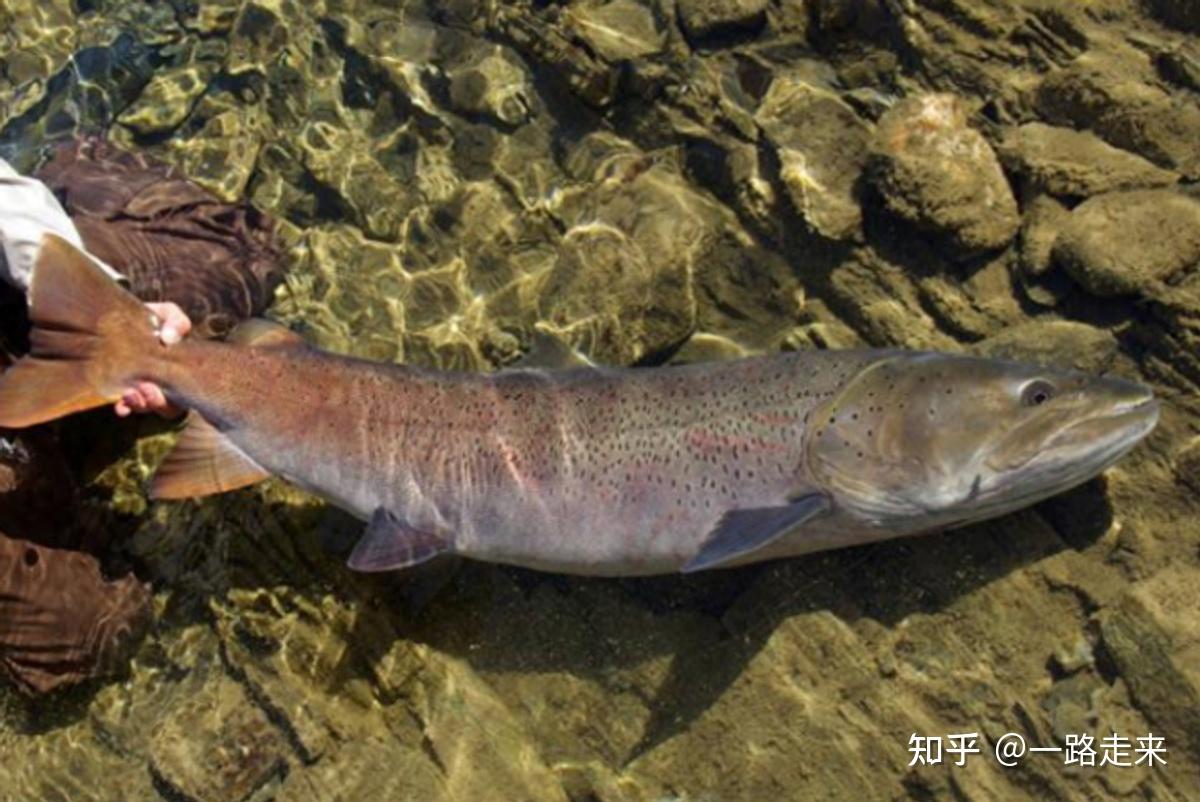 又有人在喀纳斯拍到不明生物?传了那么多年,其实可能是大红鱼? - 知乎