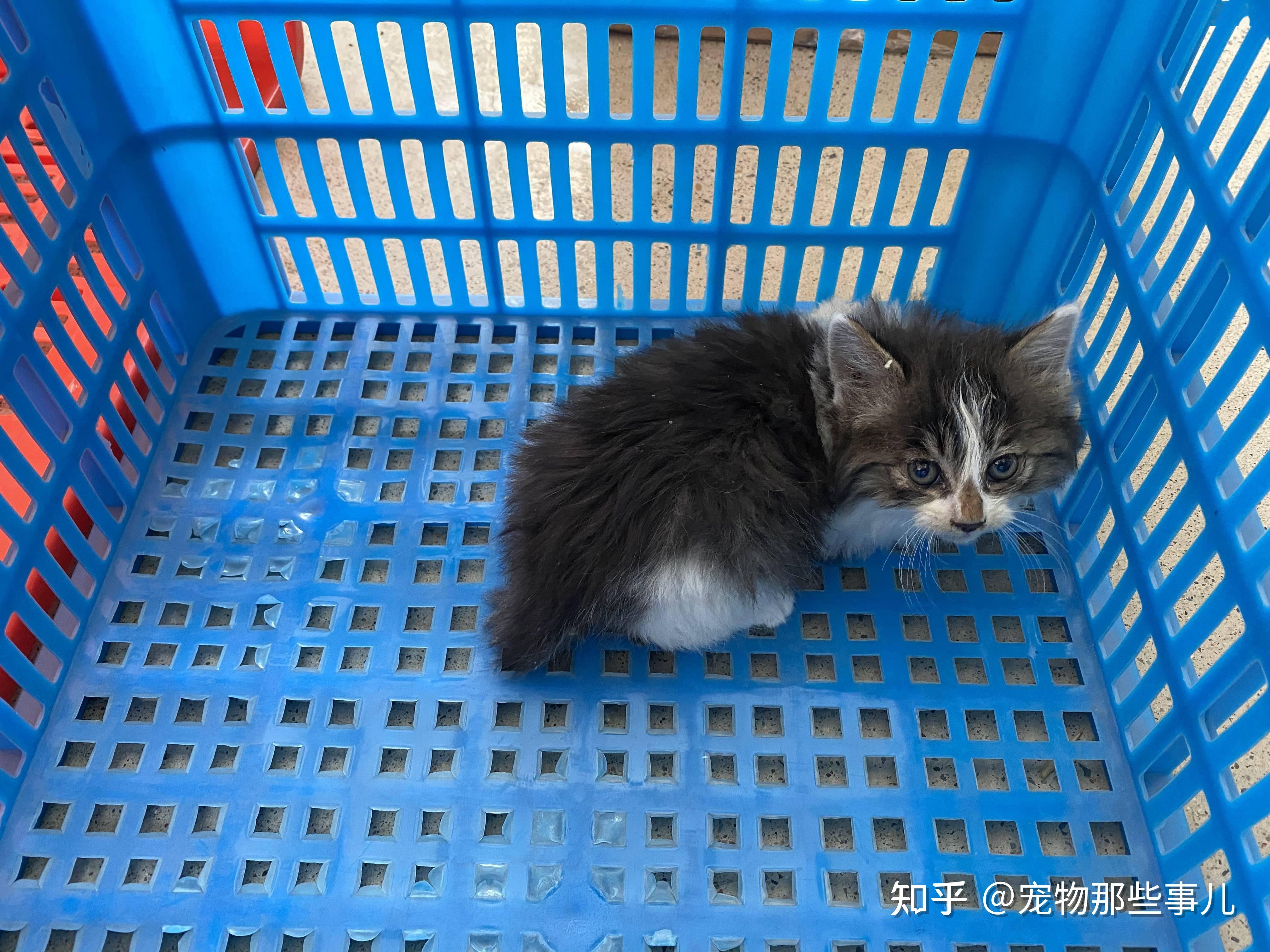 星期猫是喵星人永远的痛你买到过星期猫吗简单几步让你彻底告别星期猫