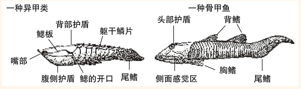 最古老的有骨鱼:寒武纪和奥陶纪的无颌鱼 - 知乎