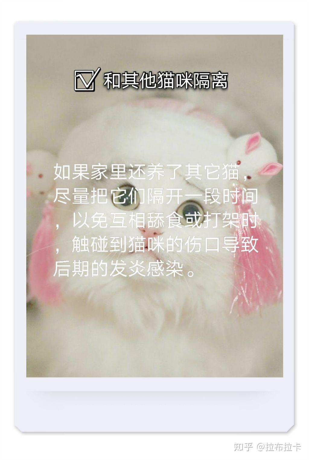 猫咪公猫绝育后需要注意什么