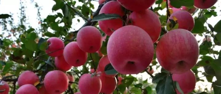 苹果专篇苹果的高效种植与管理新技术