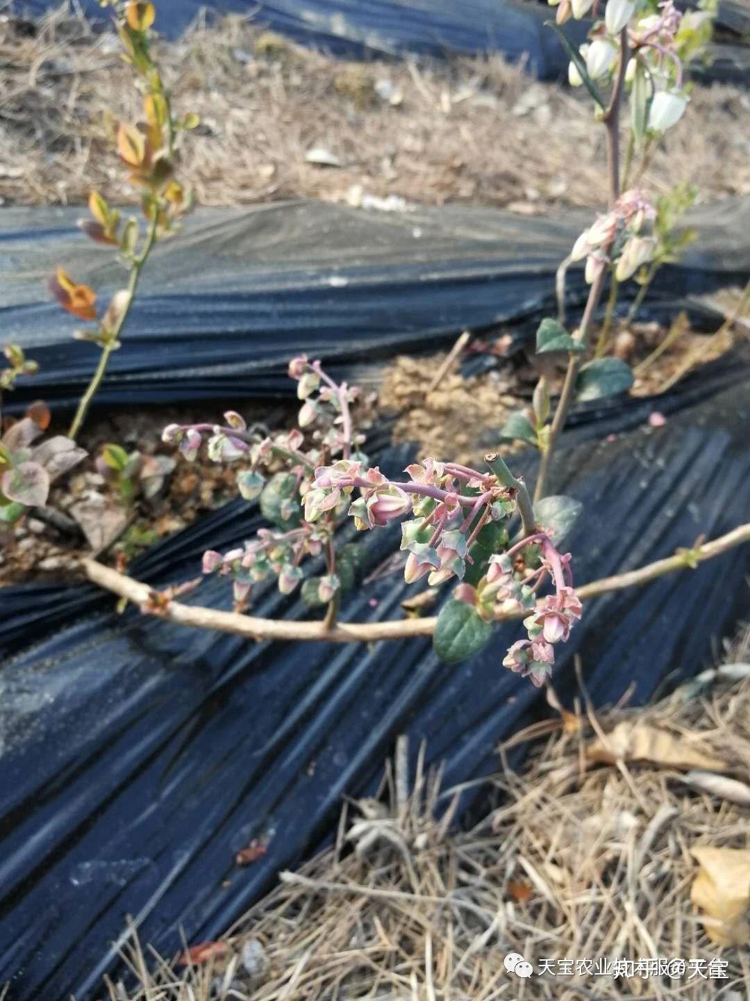 蓝莓僵果小果严重究竟是啥问题,咋治?