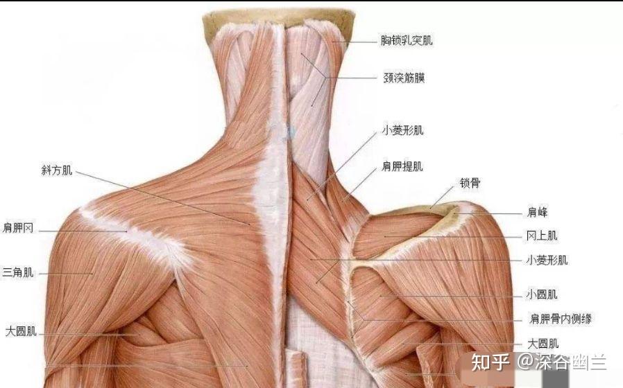 在胸鎖乳突肌後緣,有枕動脈的肌支,耳後動,靜脈及頸後淺靜脈,布有枕小