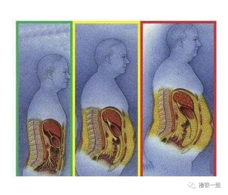 内脏脂肪是相对于皮下脂肪更可怕的存在.
