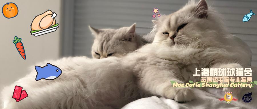 防坑 猫粮选购超好用工具分享 Catfooddb使用指南 知乎 防坑 猫粮选购超好用工具分享 Catfooddb使用指南 知乎
