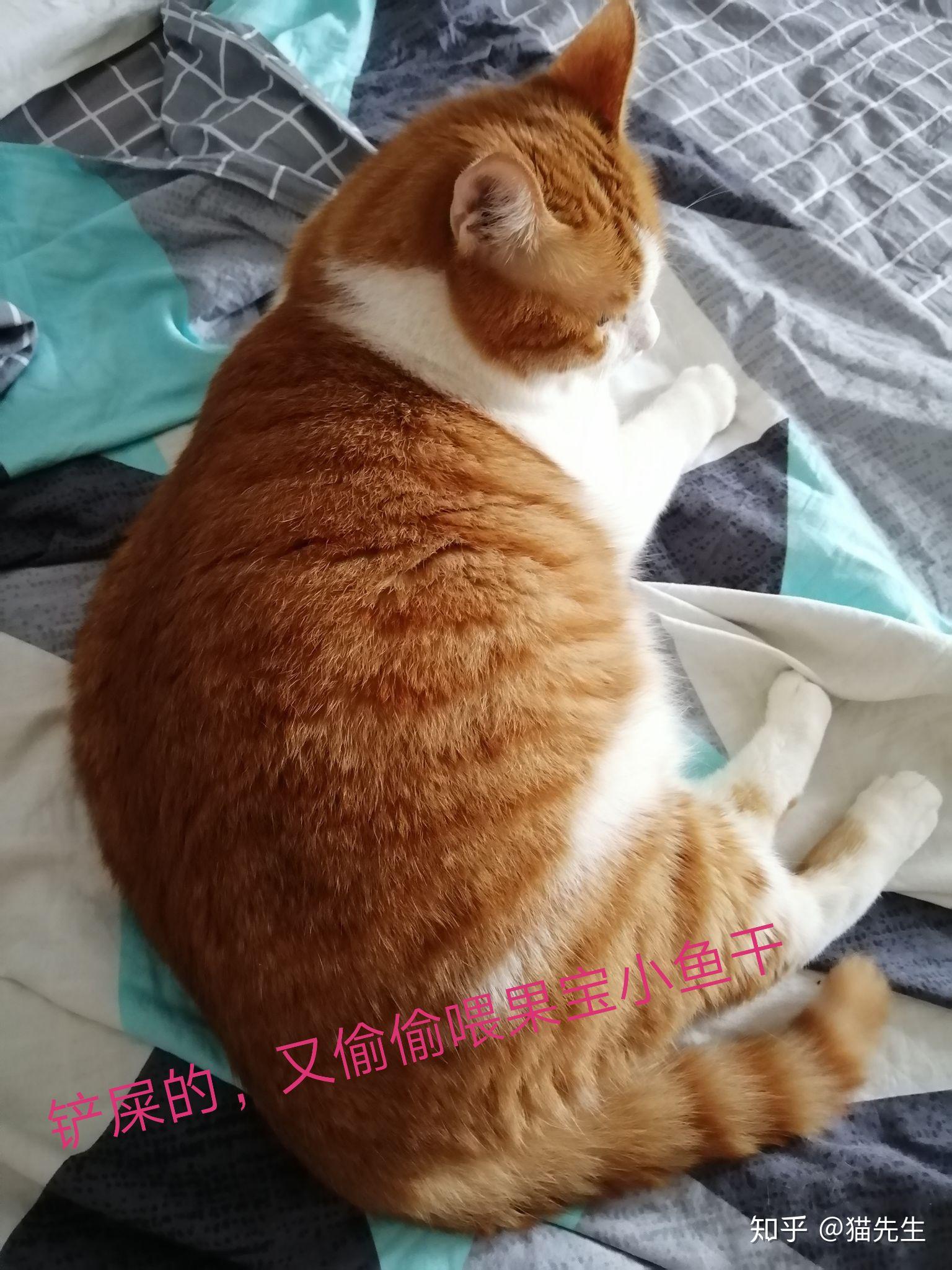 橘猫与布偶的灵魂对白