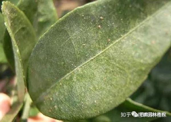 红蜘蛛爆发盛期,如何防治更有效?