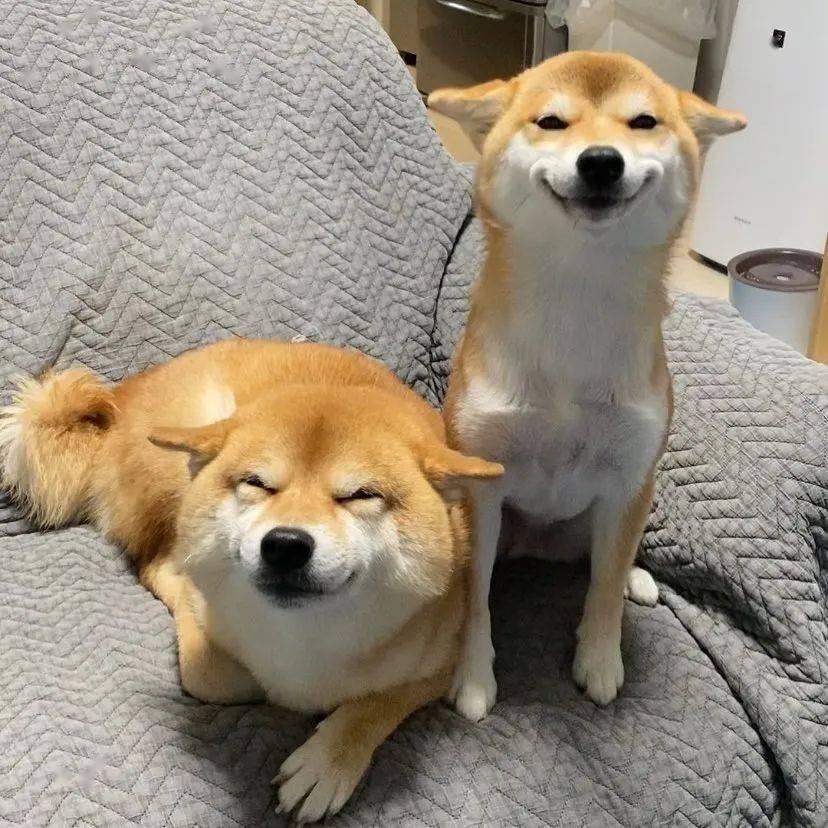 疯狗