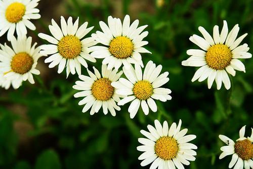 老外对你说 Forget Me Not 是什么意思 知乎 老外对你说 Forget Me Not 是什么意思 知乎