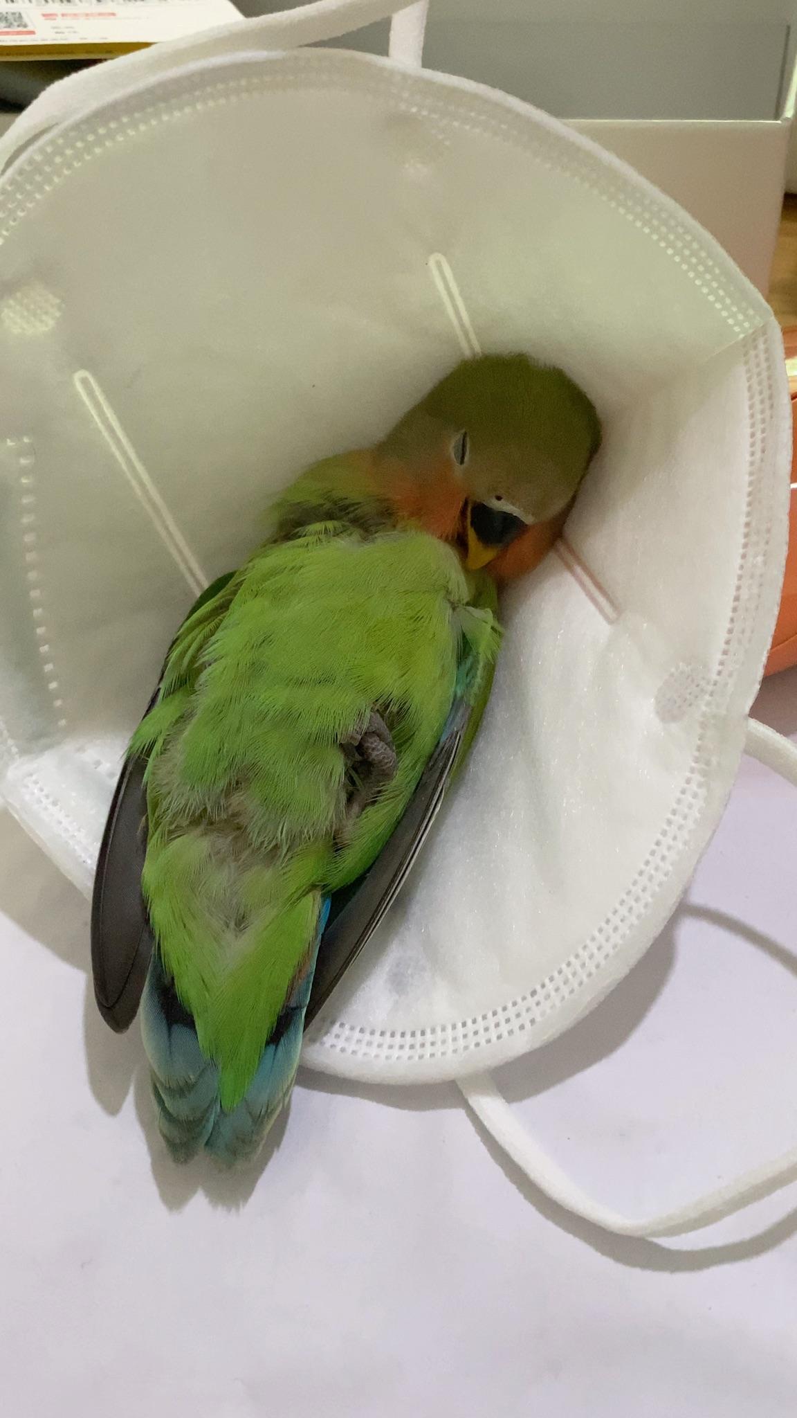 小鸟睡觉的姿势图片