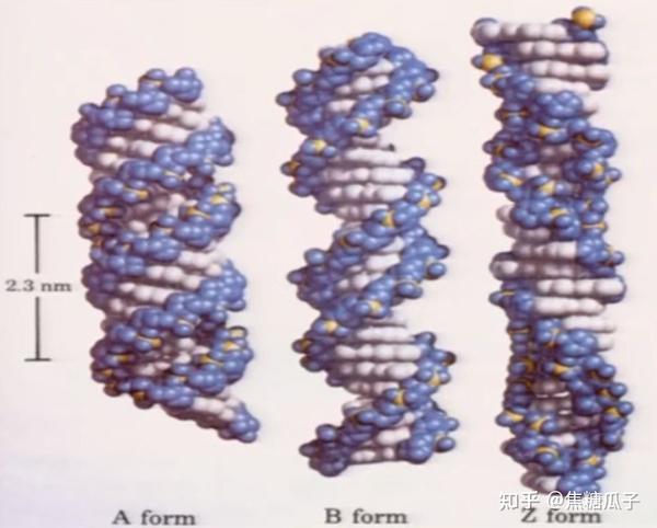 分子生物学 第二章 核酸的结构与功能 - 知乎