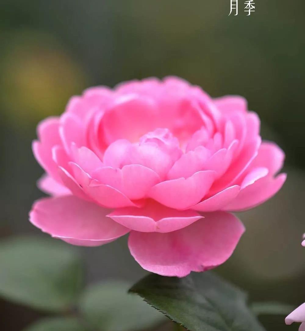 v2-7c96835372223d5153fe43e6bc7405bd_1440w.jpg?source=172ae18b