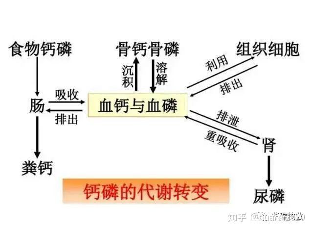 活力多的添加量及吸收率活力多有机钙，吸收率达到98%以上 - 知乎