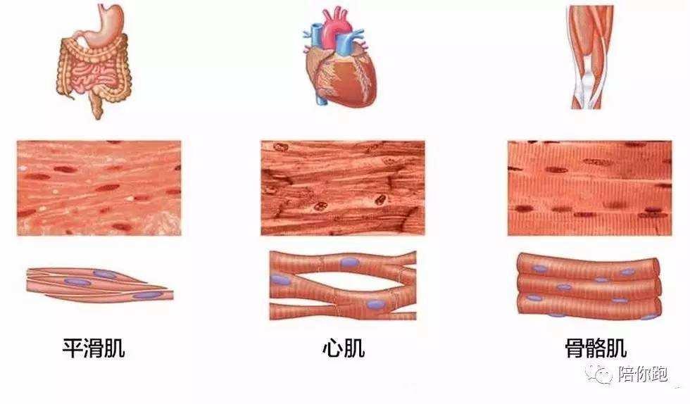 新型冠状病毒157间叶组织间充质骨骼肌横纹肌