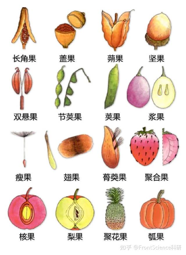 超全植物形态图解,分分钟认识所有植物! - 知乎