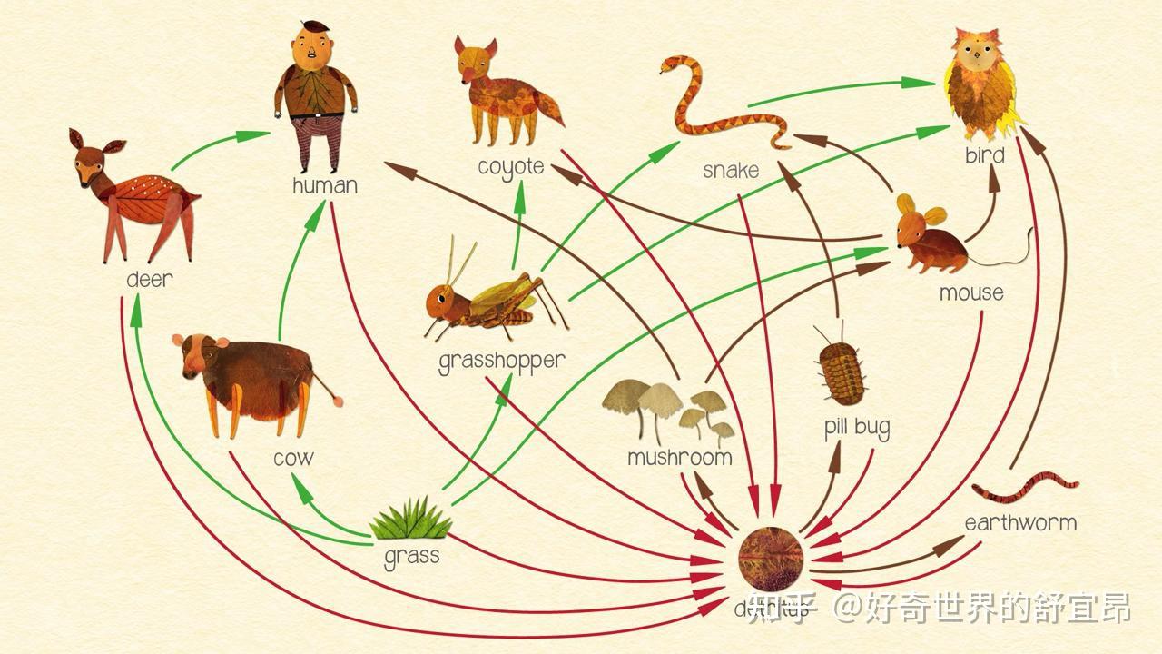 人类简史 人类是如何站到食物链顶端的?关键在于火焰的使用