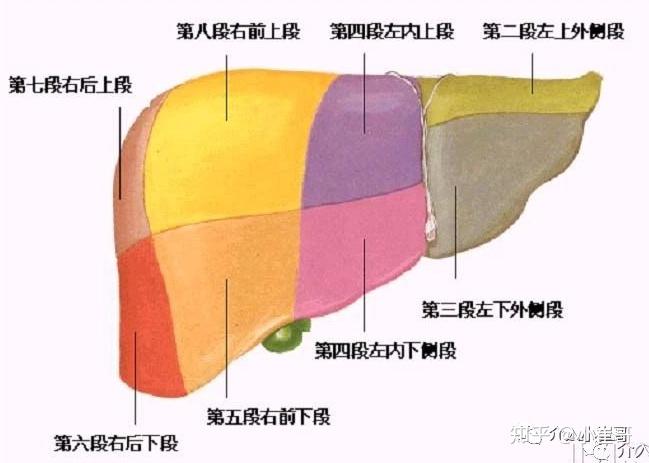 肝脏s4段位置图图片