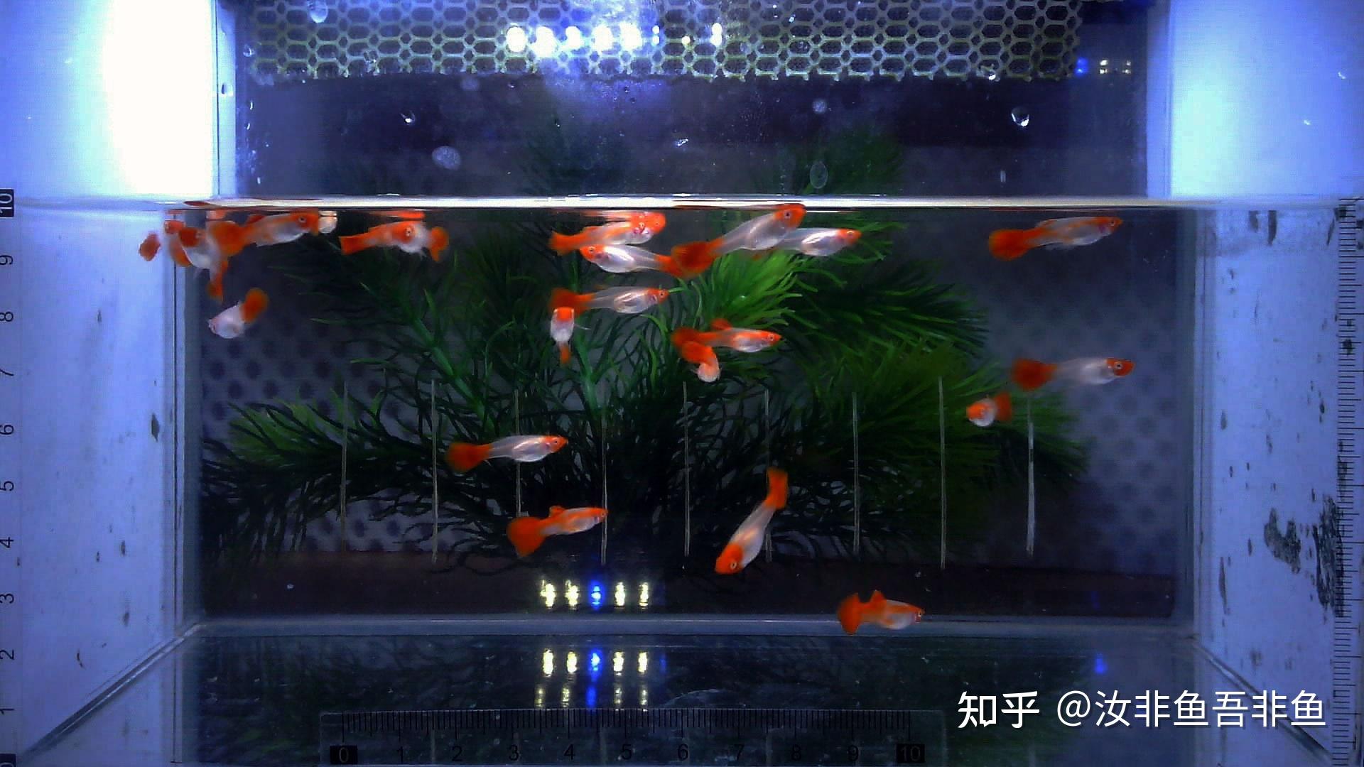 在家养观赏鱼需要准备哪些物品？