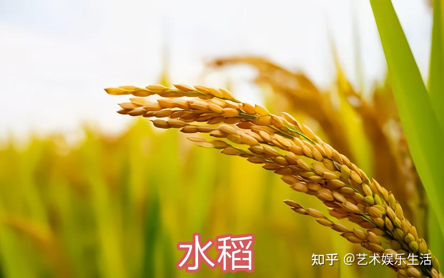 禾本科稻亚科的6种代表植物 - 知乎