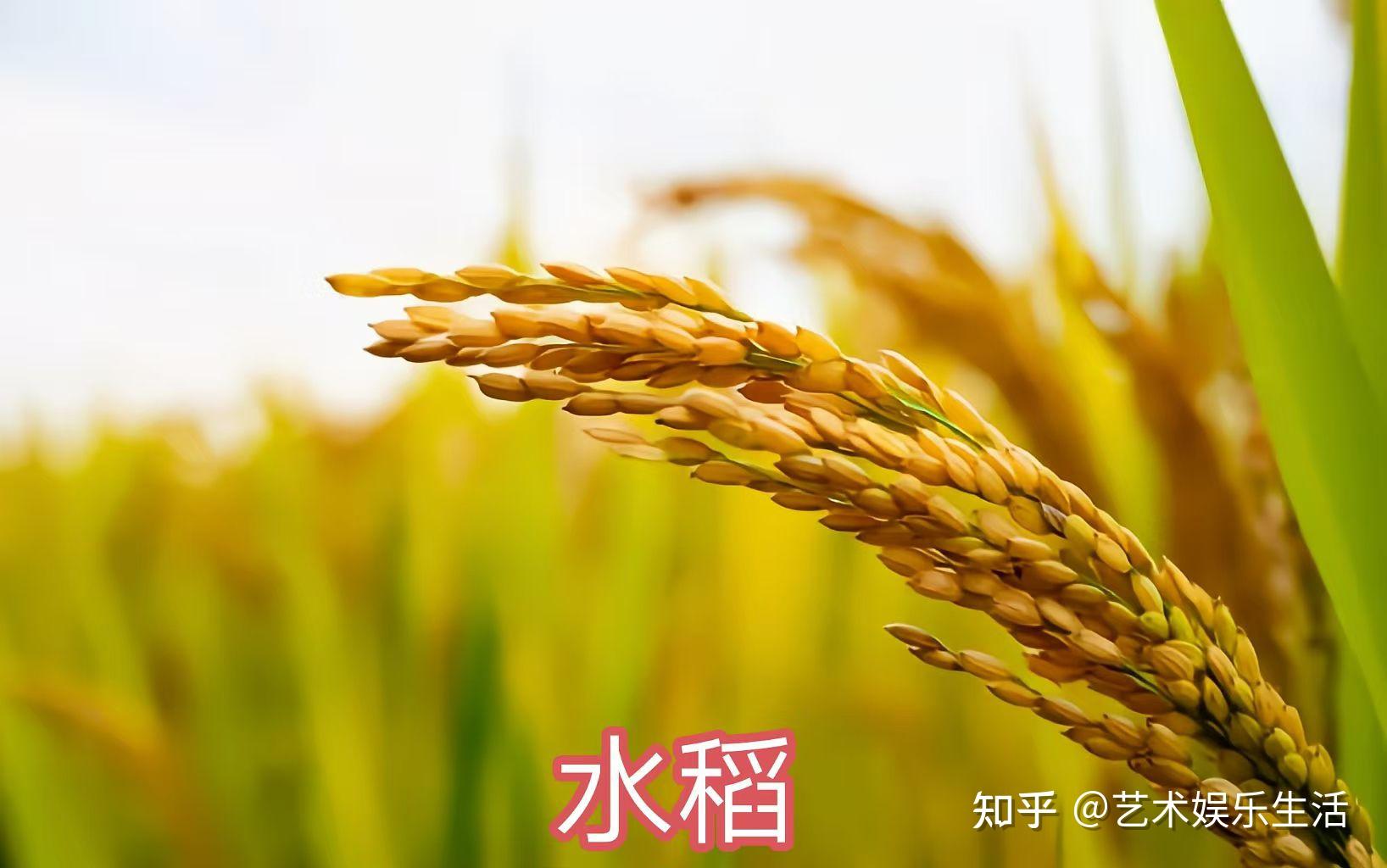 禾本科稻亚科的6种代表植物 - 知乎