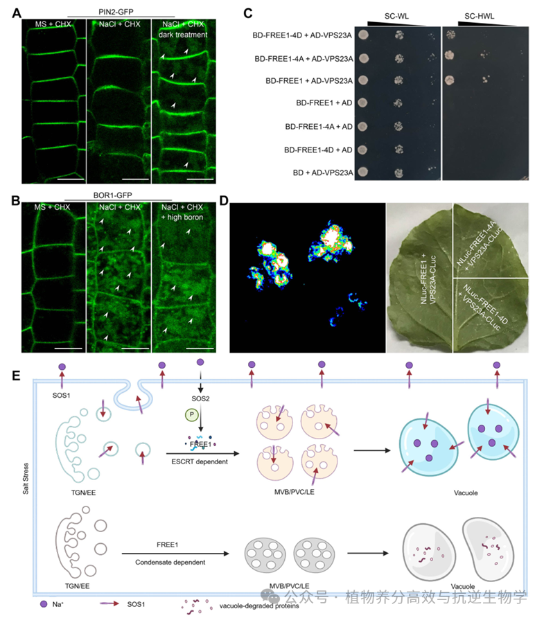 【J Integr Plant Biol.】盐胁迫下植物如何“藏盐”于液泡？研究揭示调控SOS1液泡膜分选机制 - 知乎