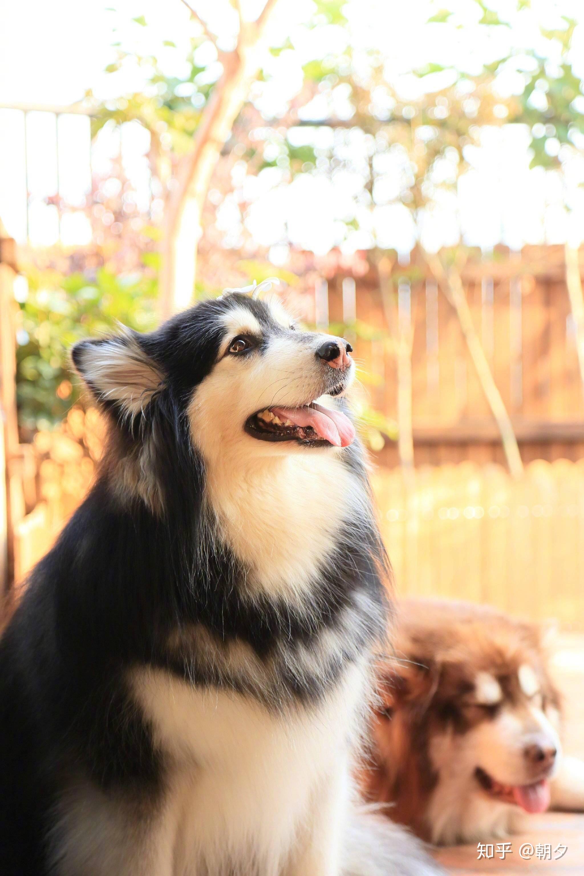 你看过的最好看的狗长啥样?