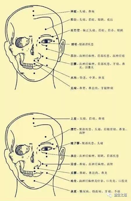 人体头部的部位名称图图片