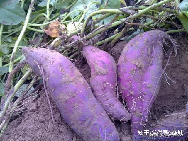 紫色土豆,紫色玉米,紫色辣椒---这些紫色果蔬你吃过几种? - 知乎